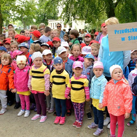 Wyświetl org. rozmiar