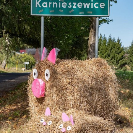 Wyświetl org. rozmiar