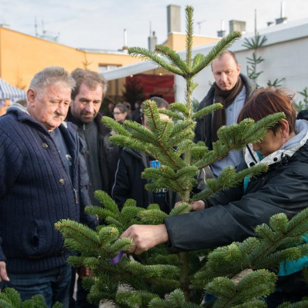 Wyświetl org. rozmiar