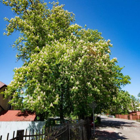 Wyświetl org. rozmiar